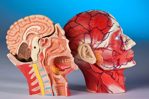 throat doctor
